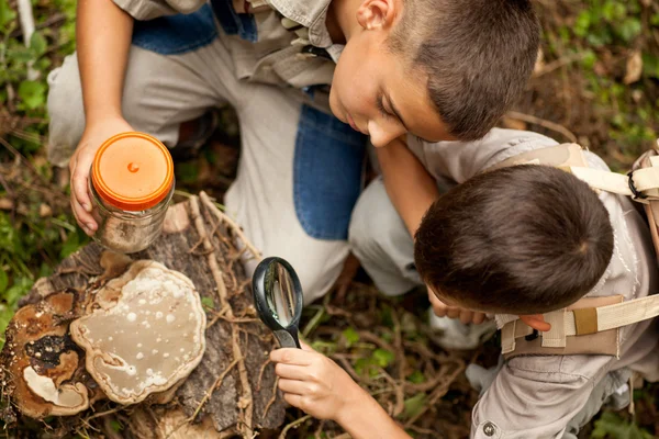 Young boys on a camping investigated nature using magnifying gla — Stock Photo, Image
