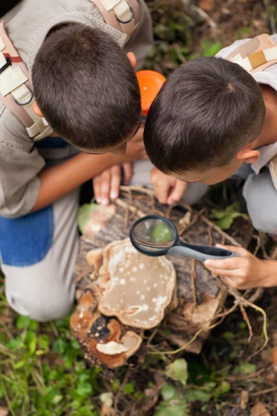 Young boys on a camping investigated nature using magnifying gla — Stock Photo, Image