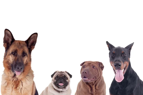Grupo de perros de diferentes razas — Foto de Stock