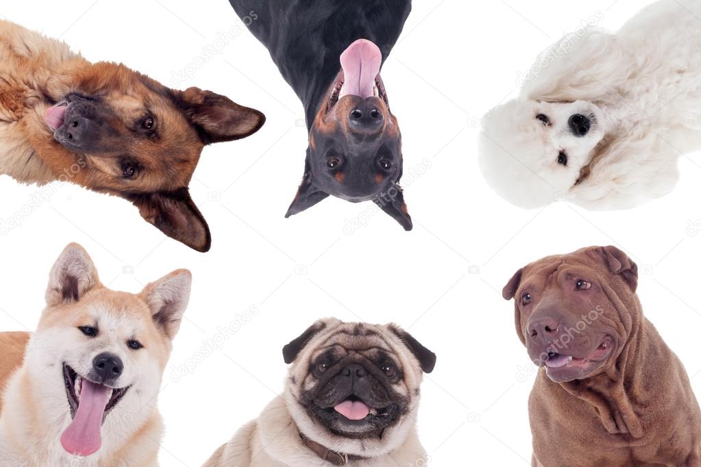 group of dogs of different breeds isolated on white