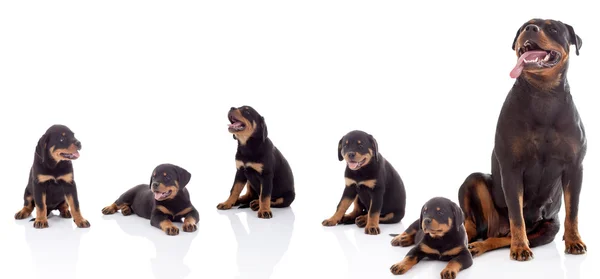 Cachorro e adulto rottweiler na frente de fundo branco — Fotografia de Stock