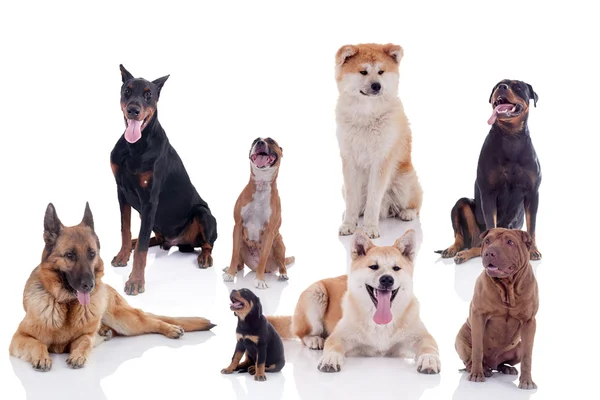 Grup üzerinde beyaz izole farklı cins köpekler — Stok fotoğraf