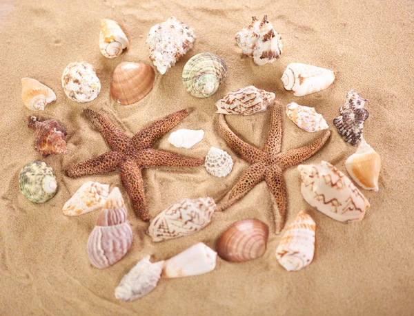 Sea shells with sand as background — Stock Photo, Image