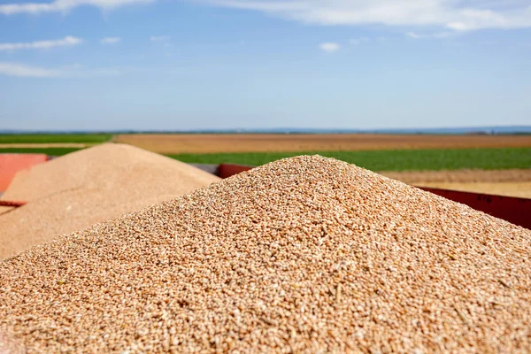 Tractor trailer and wheat — Stock Photo, Image