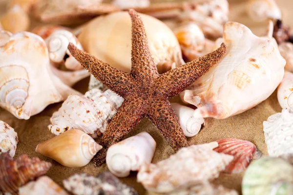 Close up of sea shells with sand — Stock Photo, Image