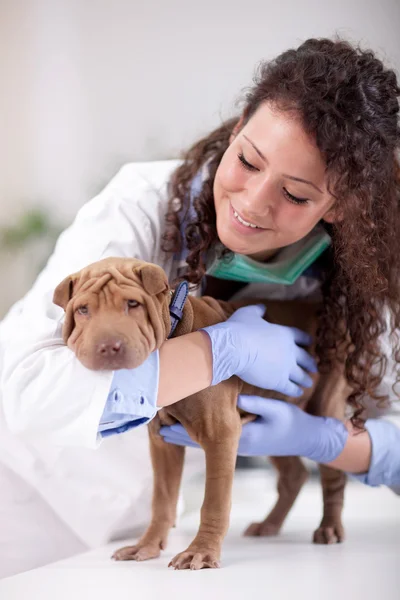 Veterinario abrazo Shar Pei perro — Foto de Stock