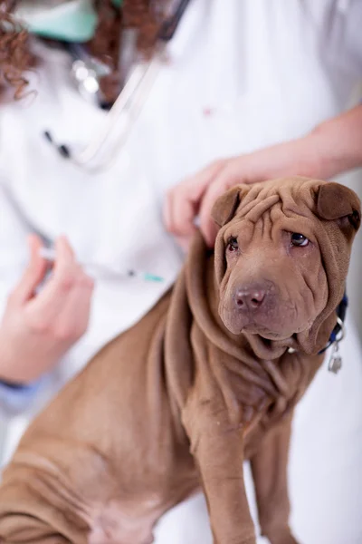 Weterynaryjne daje szczepionki szczeniak pies shar-pei — Zdjęcie stockowe