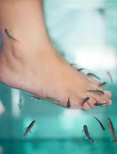 이 라 물고기 스파 치료 물고기 스파 페디큐어 마사지 편차의 — 스톡 사진