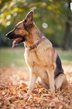Alman çoban köpeği sonbahar parkında