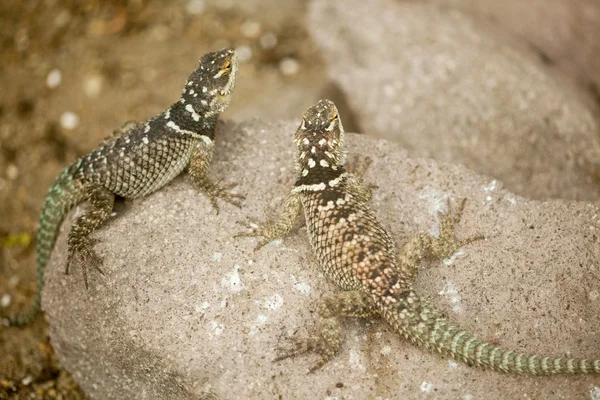 Close up of two  fence lizard — Stock Photo, Image