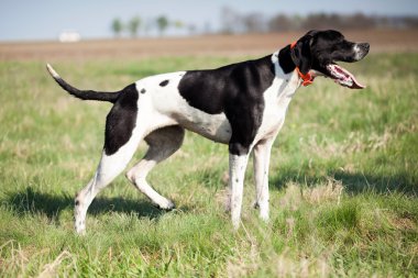 English Pointer in hunt clipart