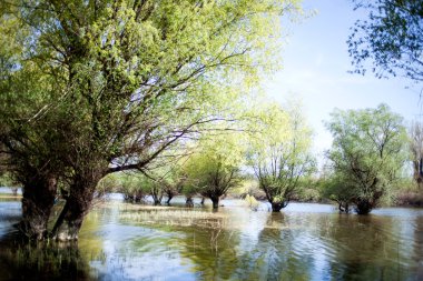 Orman bataklık sahne