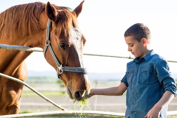 Niño alimentación hermoso caballo marrón — Foto de Stock