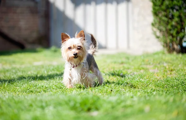 Kleine mutt hond in de tuin — Stockfoto