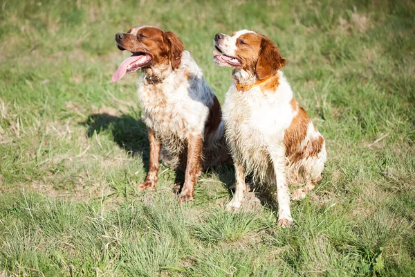 Dois cães de bretão epagneul sentados na grama — Fotografia de Stock