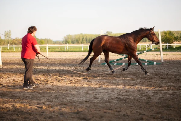 Caballo con entrenador — Foto de Stock