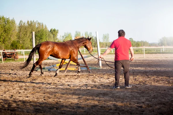 Лошадь с тренером — стоковое фото