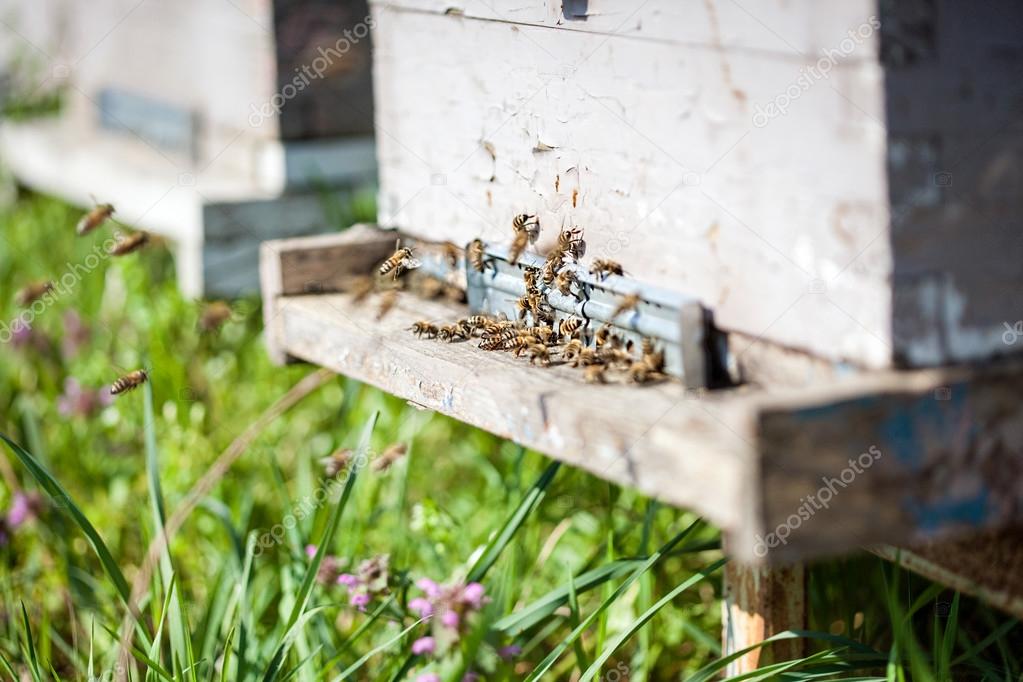 Honey bees swarming and flying around their beehive