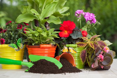 Ahşap masa üzerinde renkli çiçekler