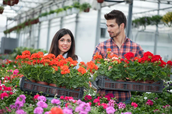 Young smiling florists man and woman working in the greenhouse — Stock Photo, Image