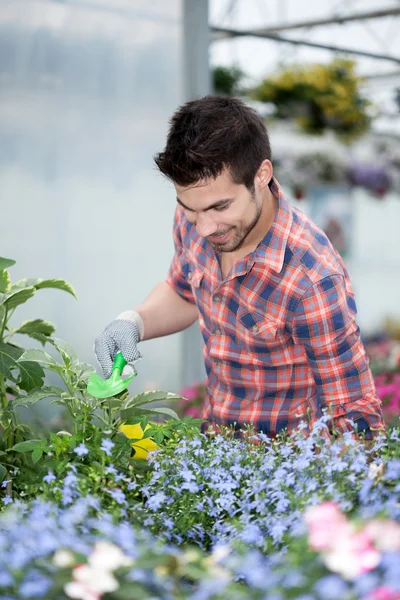 Young florist man working with flowers at a greenhouse — Stock Photo, Image