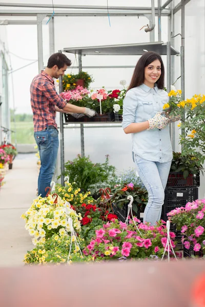 花店老板夫妇在温室花朵与工作 — 图库照片