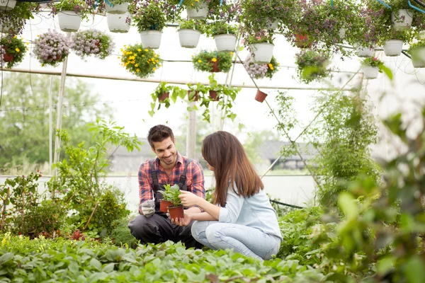 Gardening people, Florist working with flowers in greenhouse — Stock Photo, Image