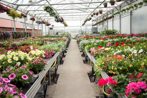 Vackra växthus interiör med olika typer av blommor — Stockfoto