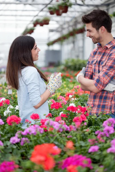 Young smiling florists man and woman working in the greenhouse Stock Picture