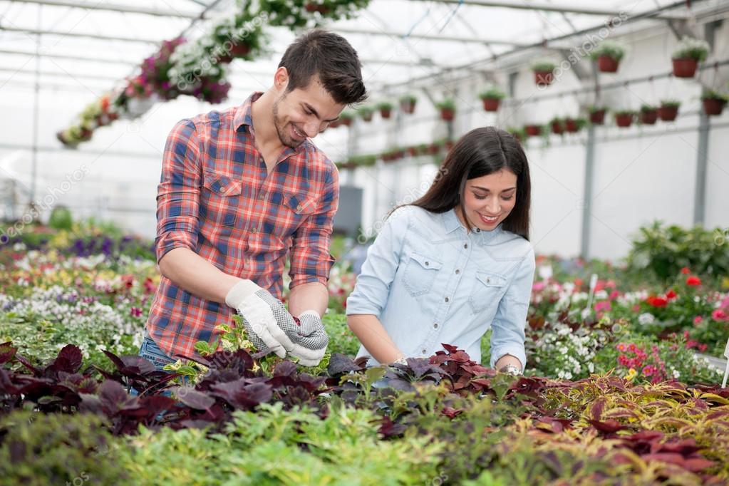 Gardening people, Florist working with flowers in greenhouse