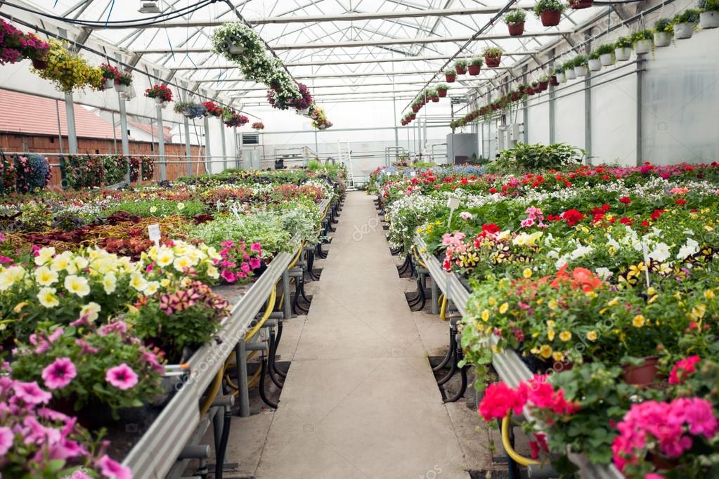Beautiful Greenhouse interior with different types of flowers — Stock