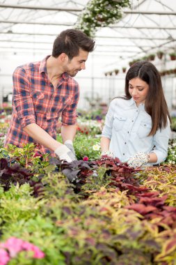 Çiçekçi adam ve serada çalışan kadın gülümseyen genç