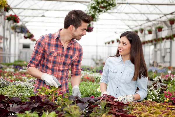 Gardening people, Florist working with flowers in greenhouse — Stock Photo, Image