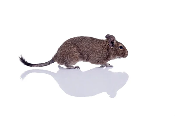 Degu mascota ardilla con reflejo — Foto de Stock