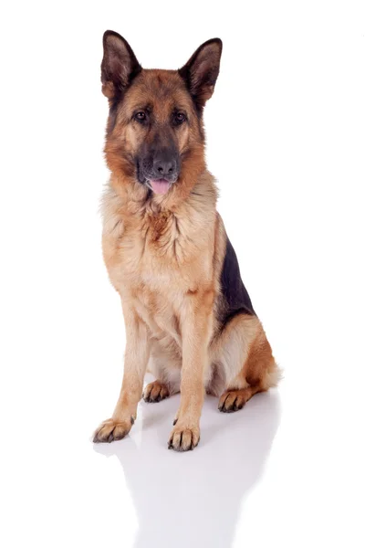 Schäferhund sitzt vorne — Stockfoto