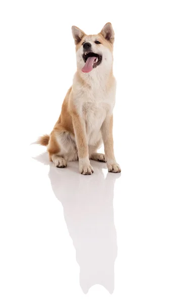 Akita inu Hundeporträt auf weißem Hintergrund — Stockfoto