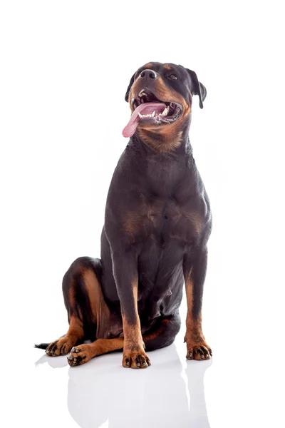 Rottweiler hund sittande — Stockfoto