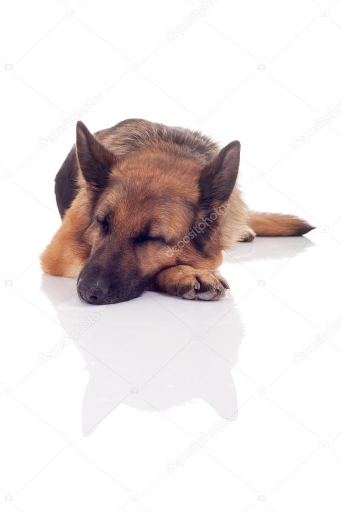 German Shepherd lying on the floor and sleeping