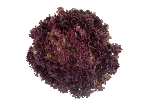 Rode krullend salade op wit — Stockfoto