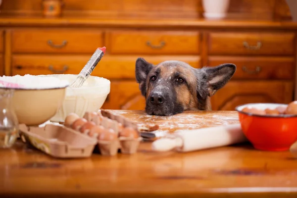 Pastor Alemán travieso perro todo un lío en la cocina — Foto de Stock