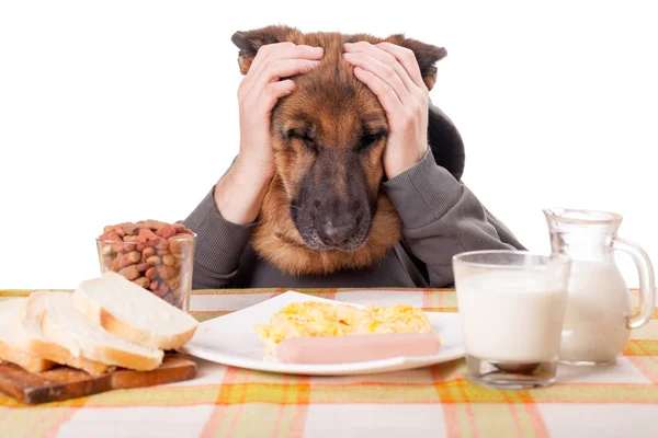 Grappige Duitse herder met menselijke armen en handen, een hekel zijn — Stockfoto