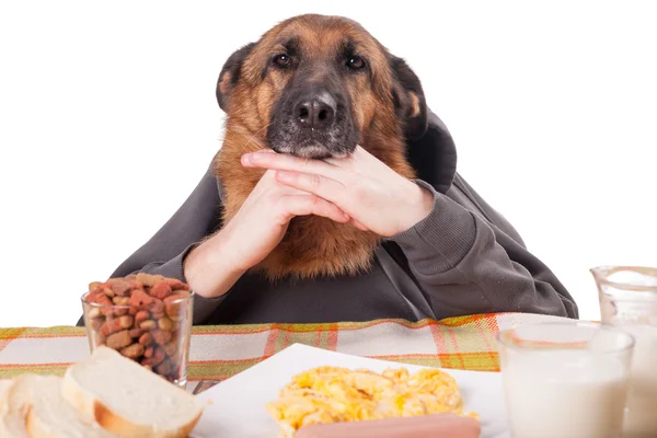 Engraçado cão pastor alemão com braços humanos e mãos — Fotografia de Stock