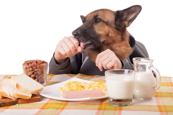 Engraçado cão pastor alemão com braços humanos e mãos, comer quente — Fotografia de Stock