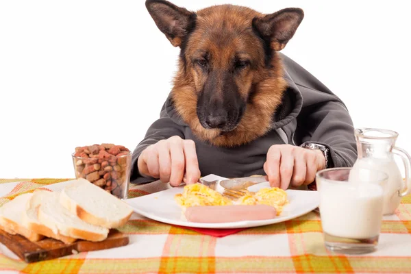 Engraçado cão pastor alemão com braços humanos e mãos, comer scra — Fotografia de Stock
