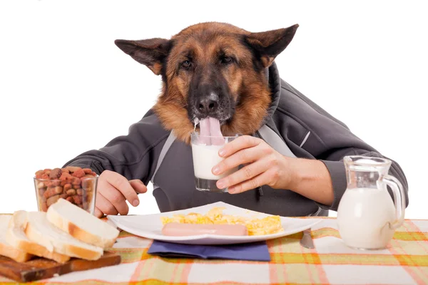 Engraçado cão pastor alemão com braços humanos e mãos, beber mi — Fotografia de Stock