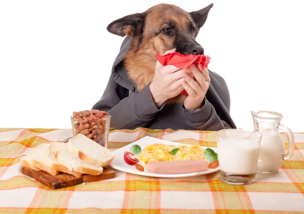 Pussige schæferhund med menneskearmer og hender. stockbilde