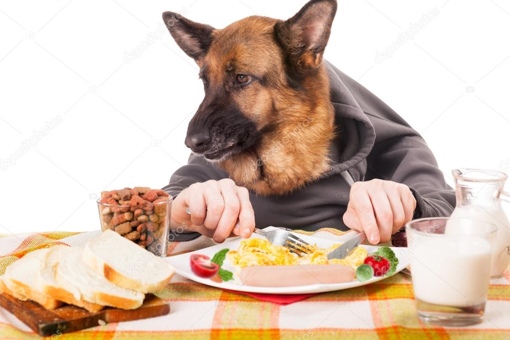 funny German shepherd dog with human hands, eating scrambled egg