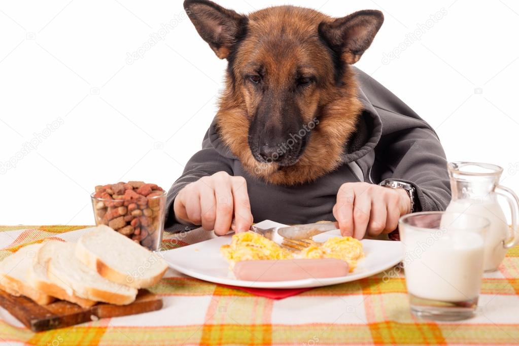 funny German Shepherd dog with human arms and hands, eating scra