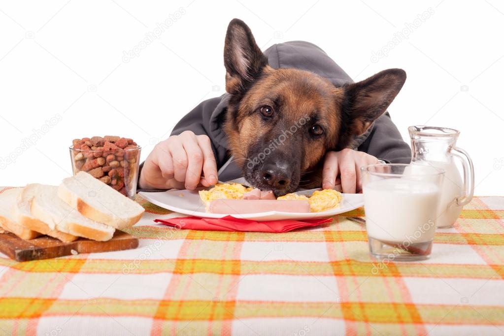 Lustiger Schäferhund mit menschlichen Händen, der Rührei isst