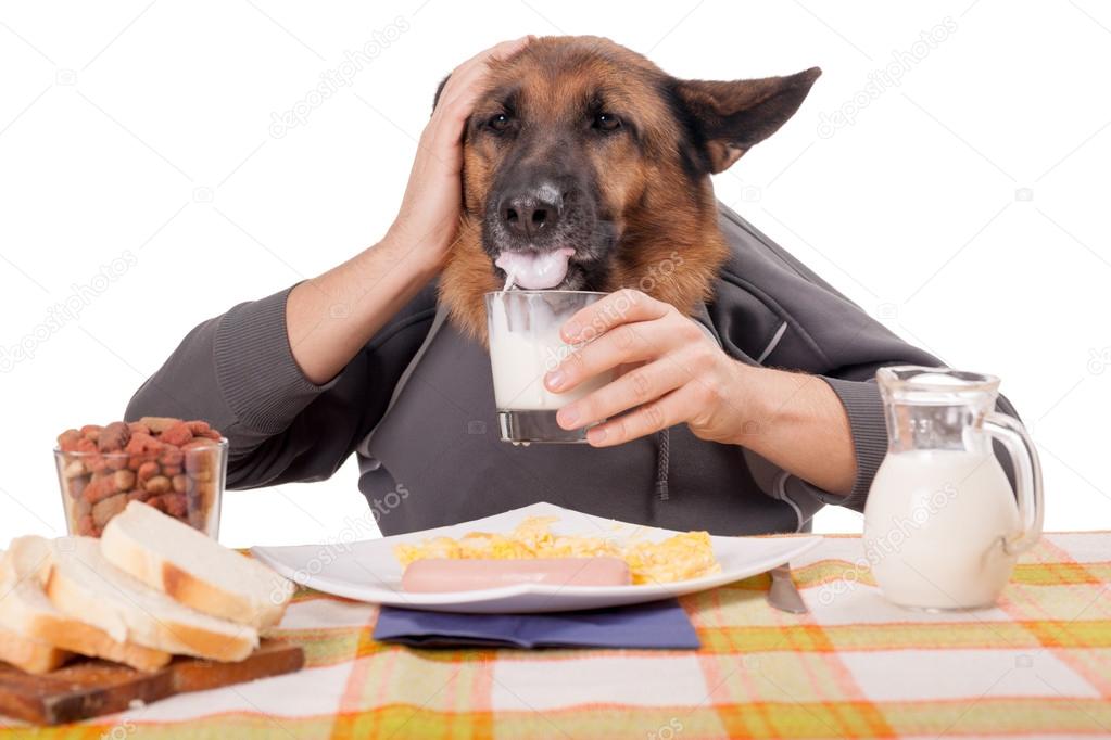 funny German Shepherd dog with human arms and hands, drinking mi